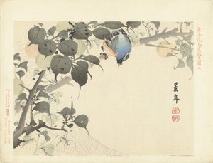 クモを見て枝に青オレンジ色の鳥 桂年花鳥画（シリーズ名） 経年課長画譜