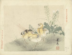 3羽のひよこ 桂年花鳥画（シリーズタイトル） 経年課長画譜 作： Imao Keinen