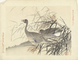 葦の間の 2 つのガチョウ 桂年花鳥画（シリーズタイトル） 経年課長画譜 作： Imao Keinen