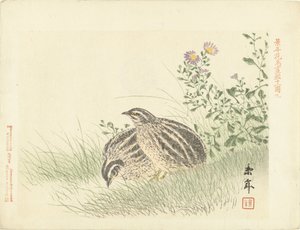 2羽のウズラ 桂年花鳥画（シリーズ名） 経年課長画譜 作： Imao Keinen