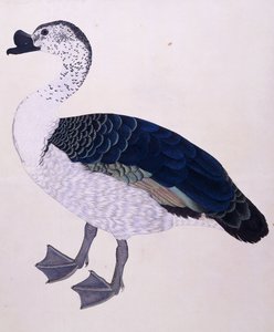 A Comb Duck、1800年頃 作： Indian School
