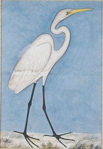 大白鷺、ラクナウ、1790年頃 作： Indian School