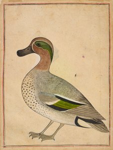 アメリカコガモ、1730年頃 作： Indian School