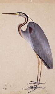 サギ、c。 1820年 作： Indian School