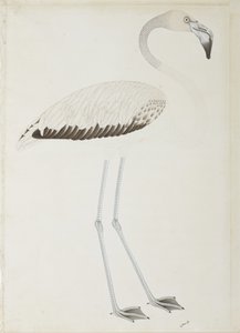 フラミンゴ、1780年頃（紙に不透明なトイレ） 作： Indian School