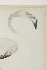 フラミンゴ、詳細、c.1780（紙に不透明なトイレ） 作： Indian School