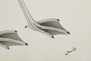 フラミンゴ、詳細、c.1780（紙に不透明なトイレ）