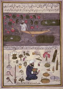 「カシミール貿易のアルバム」、1860年頃（紙に水彩） 作： Indian School