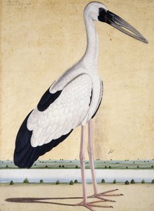オープンビークコウノトリ、c。 1780 作： Indian School