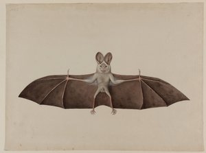 アジアのレッサーフォールスヴァンパイアバット、1790年頃 作： Indian School