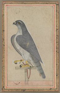 ファルコン 1770年頃 （不透明水彩、紙） 作： インドの学校