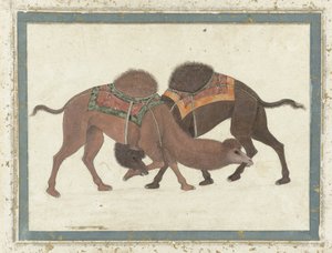 ラクダの戦い、1680〜1700年頃 作： Indian School