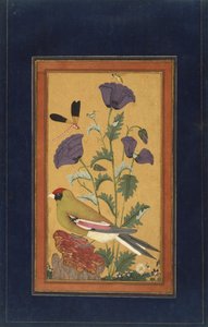フィンチ、ポピー、トンボ、ハチ、1650-70年（紙に不透明なトイレと金） 作： Indian School