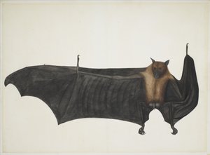 グレートインディアンフルーツバット、c.1777-82（紙に鉛筆、インク、水彩） 作： Indian School
