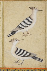 ヤツガシラ、1590年頃（紙に不透明なトイレと金） 作： Indian School