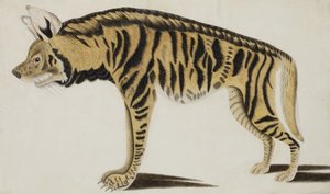 ハイエナ、1794年以降（紙に不透明なトイレ） 作： Indian School