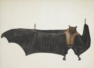 オオコウモリ、Pteropus Giganteus、c1800 とも呼ばれます。 作： Indian School