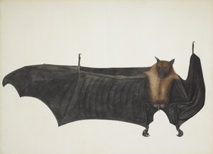 インディアン・フライング・フォックス（グレート・インディアン・フルーツ・バット） Pteropus Giganteus, c. 1800 （手彩色のエングレービング 作： Indian School