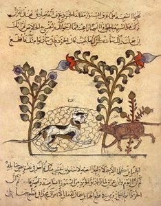 アラブの細密画「猫とネズミ」（『カリラ ヴァ ディムナ』より