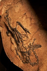 中国、北京北部の小唐山にある脊椎動物古生物古人類研究所の歯のないケラトサウルス。