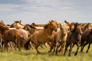 モンゴル、南ゴビ砂漠の馬の群れ、2018年（写真）。