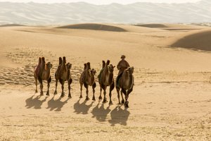 モンゴル、南ゴビ砂漠のラクダのキャラバン隊、2013年（写真）。