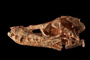 ジュラ紀中期のスフェノサウルス類、Junggarsuchus sloani。