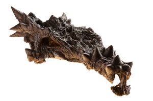 インディアナ州インディアナポリスの子供博物館にあるドラコレックスの頭蓋骨。
