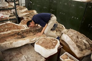 北京北部の小唐山にある中国脊椎動物古生物学・古人類学研究所で標本を調査するXing Xu氏ら。 作： Ira Block