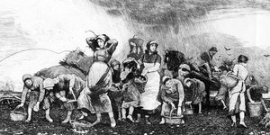 ジャガイモの収穫、1870年代頃 作： Irish School