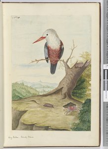 F.10キングフィッシャー。友好的な島々、1772-75（wc）