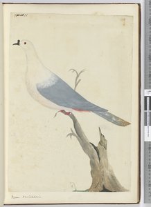 F.11ピジョン。ニューカレドニア、1772-75（WC） 作： Isaac Smith