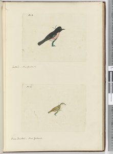 F.13ファンテイル。ニュージーランドF.14小さなファンテイル。ニュージーランド、1772-75（wc） 作： Isaac Smith