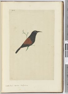 F.18ワトルバード。カッコウ。ニュージーランド、1772-75（wc） 作： Isaac Smith