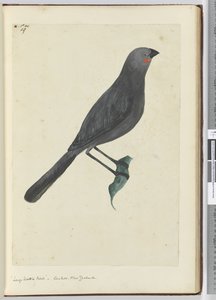 F.19大きな編み鳥、カッコウ。ニュージーランド、1772-75（wc）