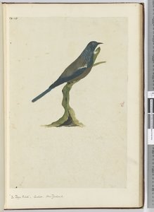 F.20ポヤ鳥、カッコウ。ニュージーランド、1772-75（wc） 作： Isaac Smith