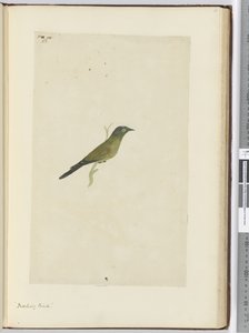 F.22あざける鳥、1772-75（トイレ） 作： Isaac Smith