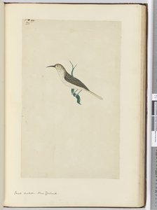 F.23小さなカッコウ。ニュージーランド、1772-75（wc） 作： Isaac Smith