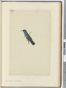 F.25大きなファンテイル。ニュージーランド、1772-75（wc） 作： Isaac Smith