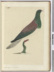 F.26ウッドピジョン。ニュージーランド、1772-75（wc） 作： Isaac Smith