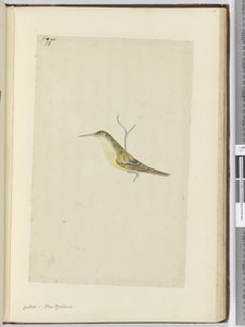 F.28カッコウ。ニュージーランド、1772-75（wc） 作： Isaac Smith