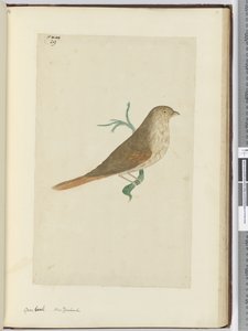 F.29グロビーク。ニュージーランド、1772-75（wc） 作： Isaac Smith