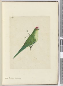F.2緑の寄木細工。ニュージーランド、1772-75（wc） 作： Isaac Smith