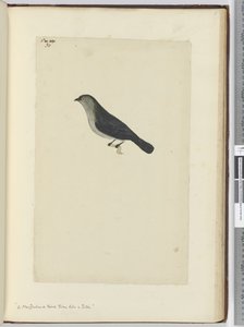 F.30ロビンのような飼いならされたニュージーランドの鳥、1772-75（WC） 作： Isaac Smith