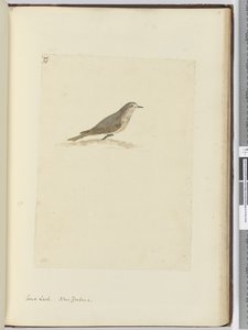 F.31砂ヒバリ。ニュージーランド、1772-75（wc） 作： Isaac Smith