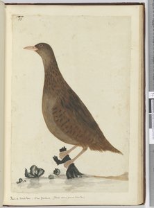 F.33レールまたはウッド編。ニュージーランド。 （小さな小川に関するフィード）、1772-75（トイレ） 作： Isaac Smith