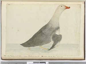 F.35ダックは水上を走るその迅速さから競走馬を呼びましたが、それは飛ぶことができません。スタテン島ティエラデルフエゴ。重量29ポンド、1772〜75（wc） 作： Isaac Smith