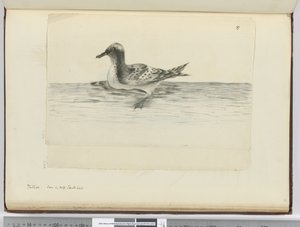 F.37aピンタド。 1772-75（WC）の高南緯度で見られる 作： Isaac Smith