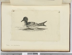 F.37bピンタド。 1772-75（WC）の高南緯度で見られる 作： Isaac Smith