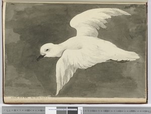 F.39南極の白いミズナギドリ。緯度を見て。 60から緯度。 71 S.、1772-75（wc） 作： Isaac Smith